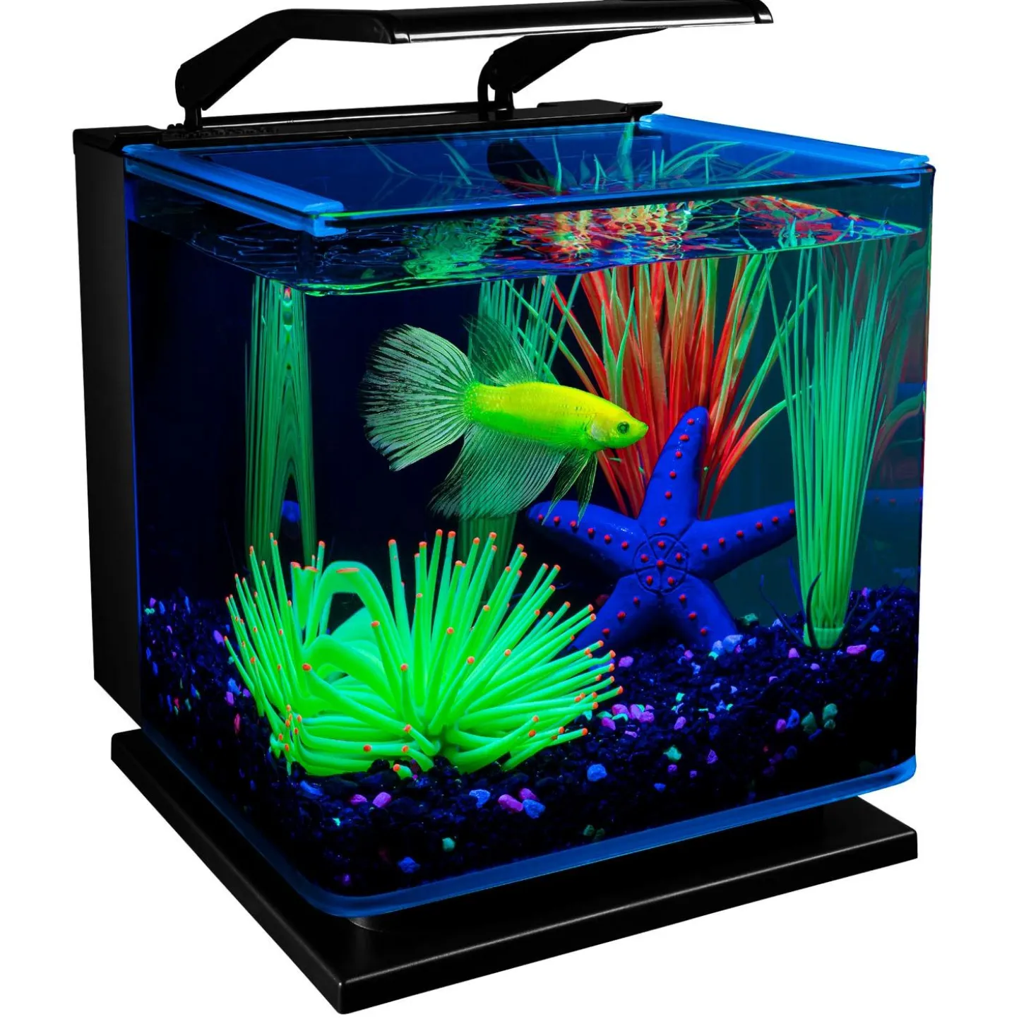 3 Gallon Betta Aquarium Kit