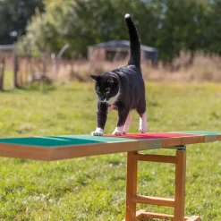 Agility Seesaw