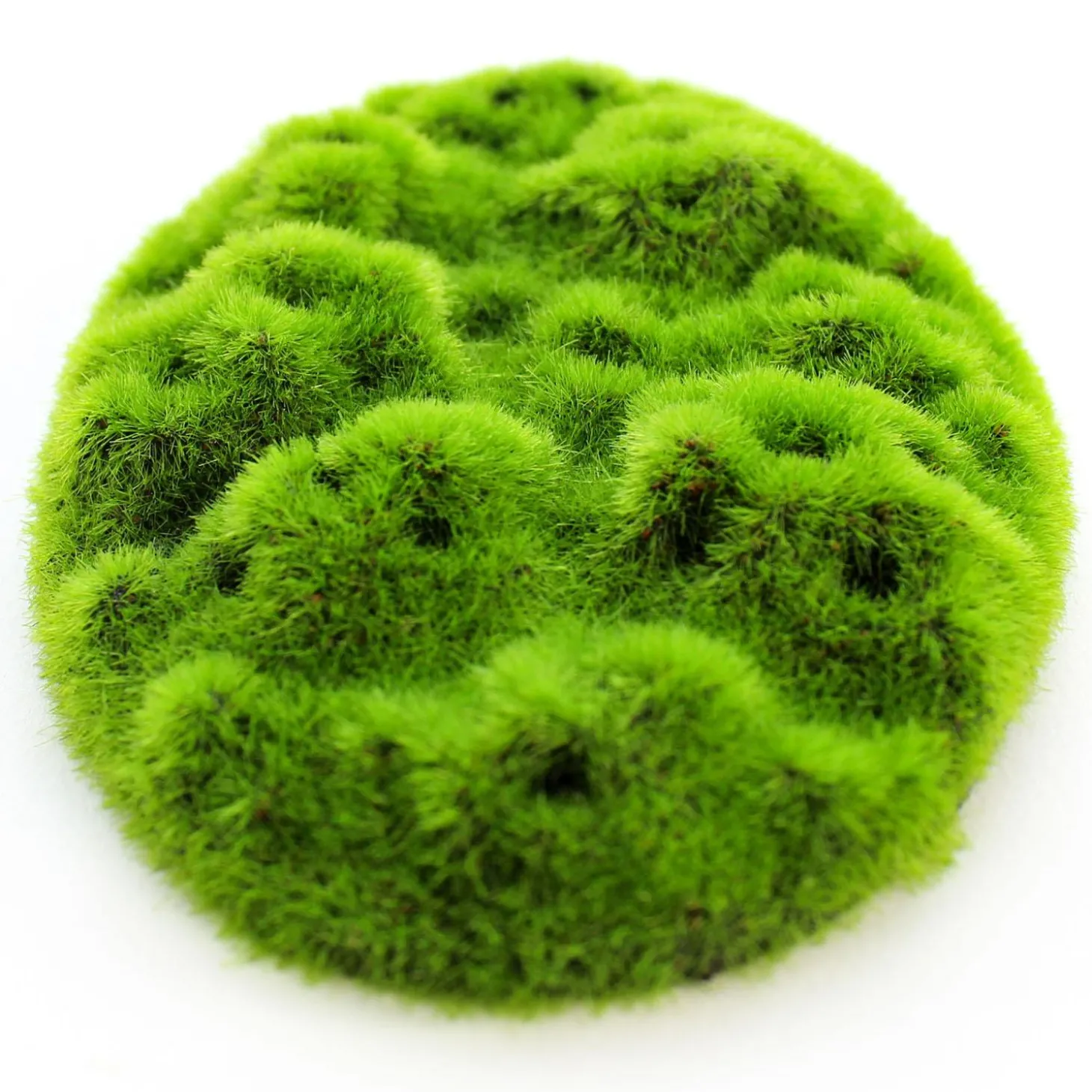 Aqua-Floras Moss Patch Resin