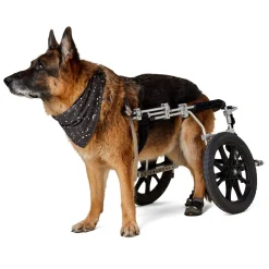 Astrological Grey Bandana