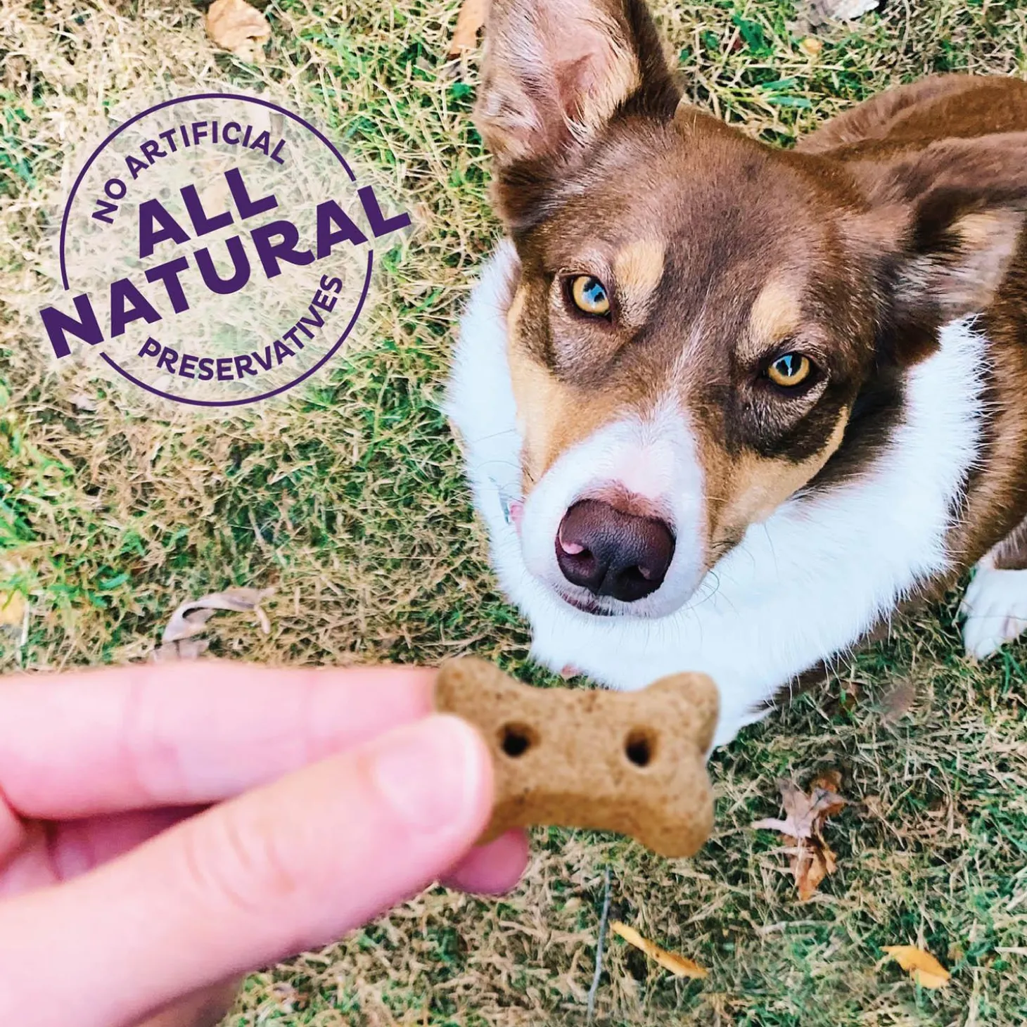 Bac'N'Cheez Small Dog Treats