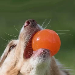 Ball Dog Toy