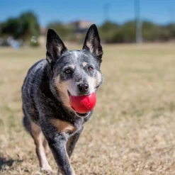 Ball with Hole Dog Toy