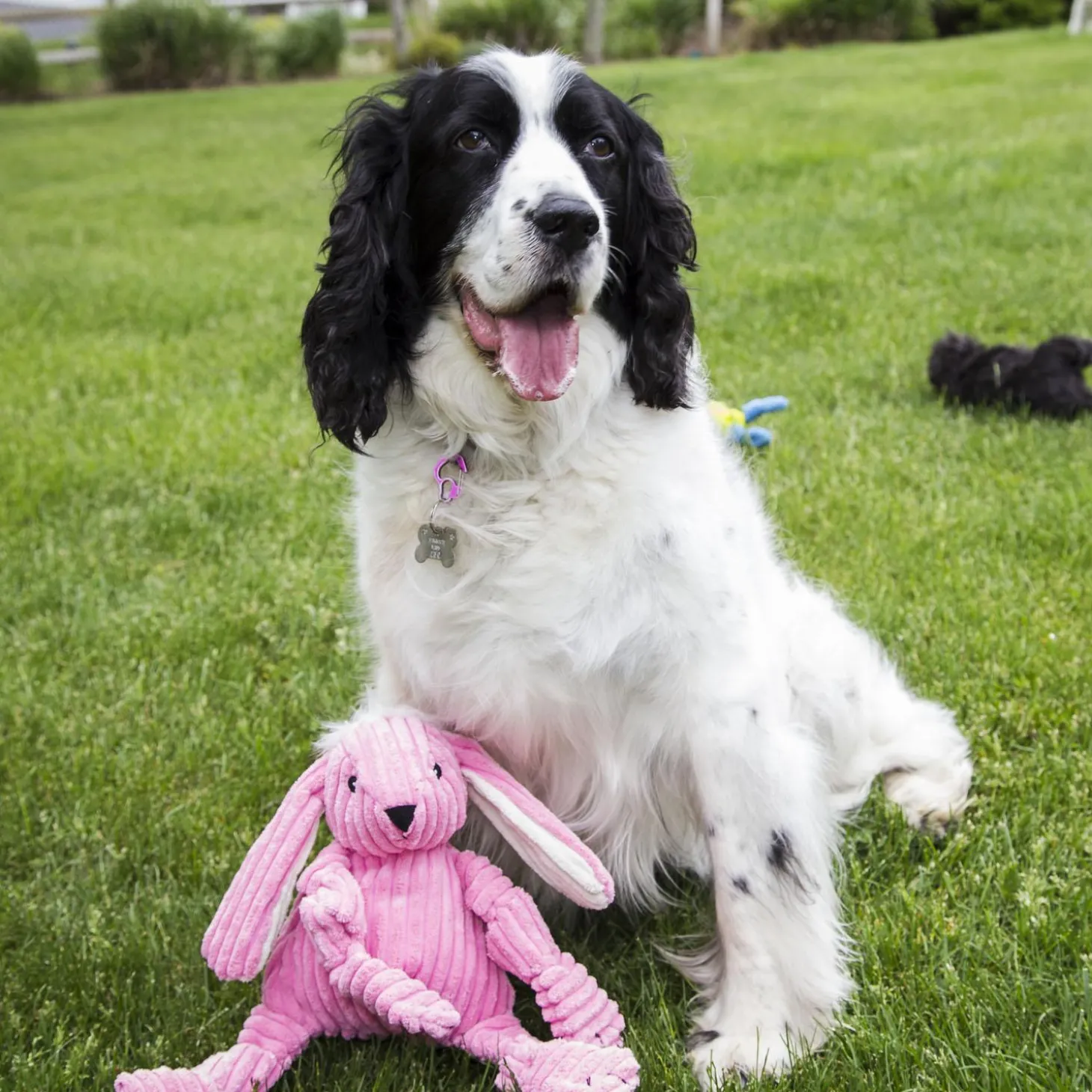Bitsy Bunny Knottie Plush Dog Toy