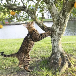 Black 10ft Cat Tie Out