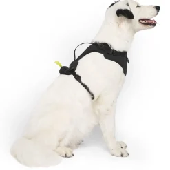 Black Neoprene Dog Harness