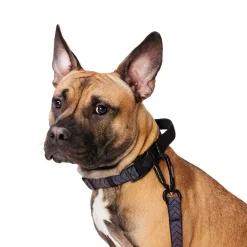 Black Reflective Cushion Neoprene Padded Dog Collar