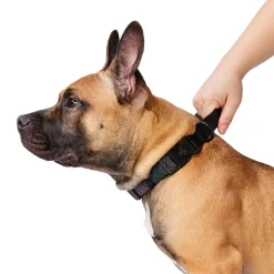 Black Reflective Cushion Neoprene Padded Dog Collar