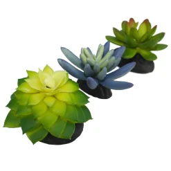Blue & Green Succulents