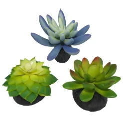 Blue & Green Succulents