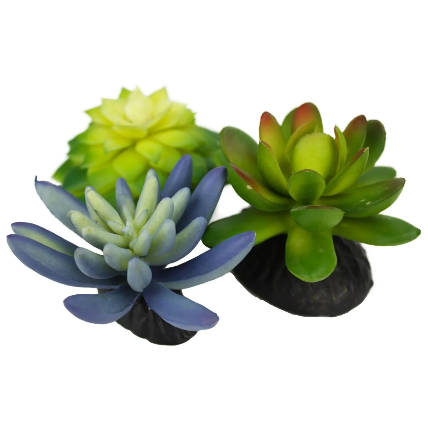 Blue & Green Succulents