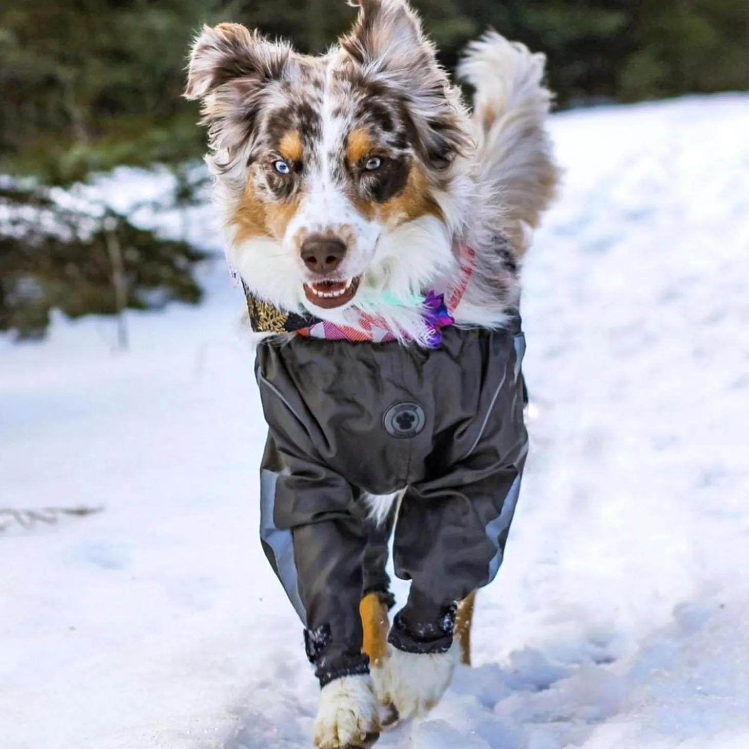 Bodyguard Protective All-Weather Grey Dog Pants