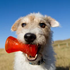 Bone Dog Toy