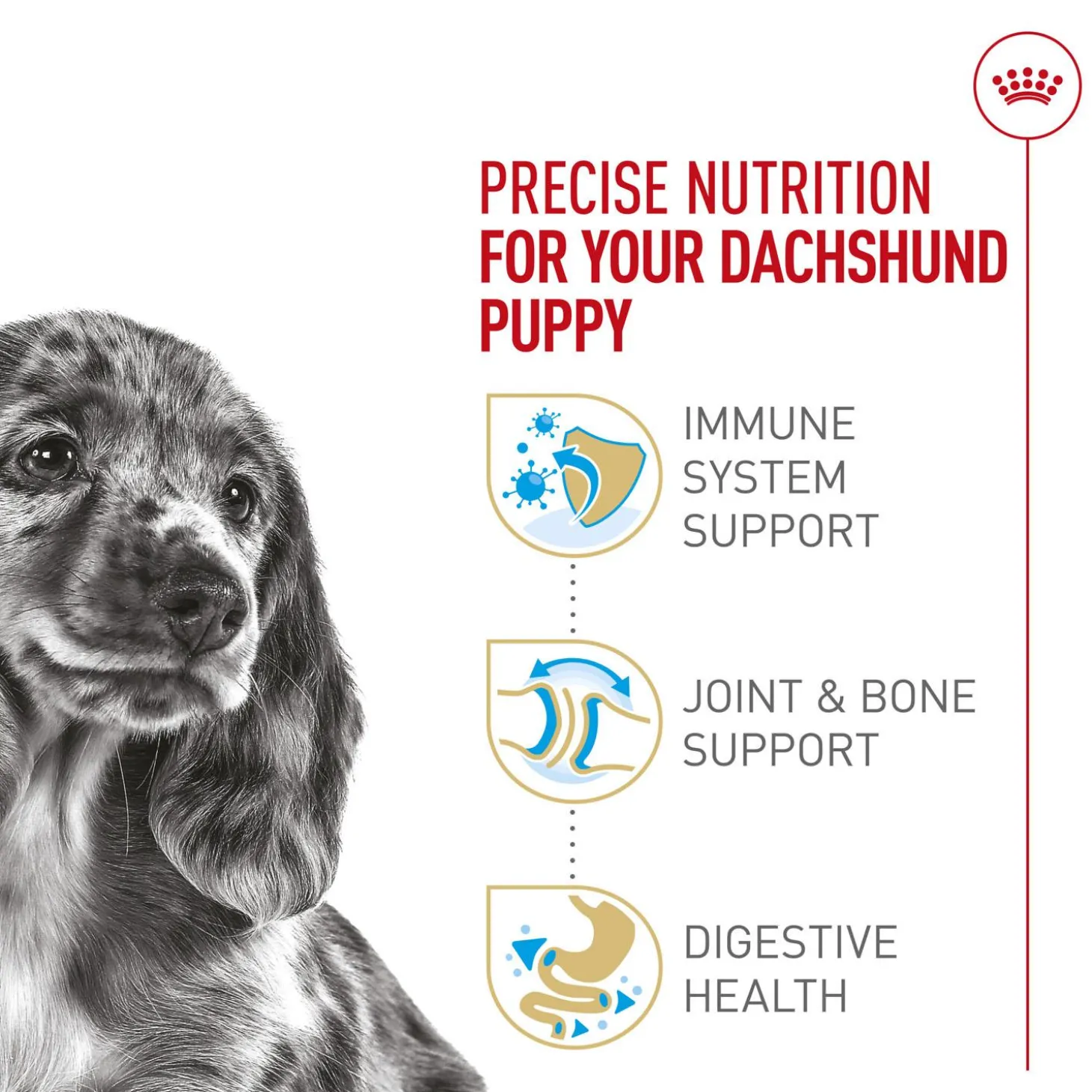 Breed Health Nutrition Dachshund Puppy Dog Food