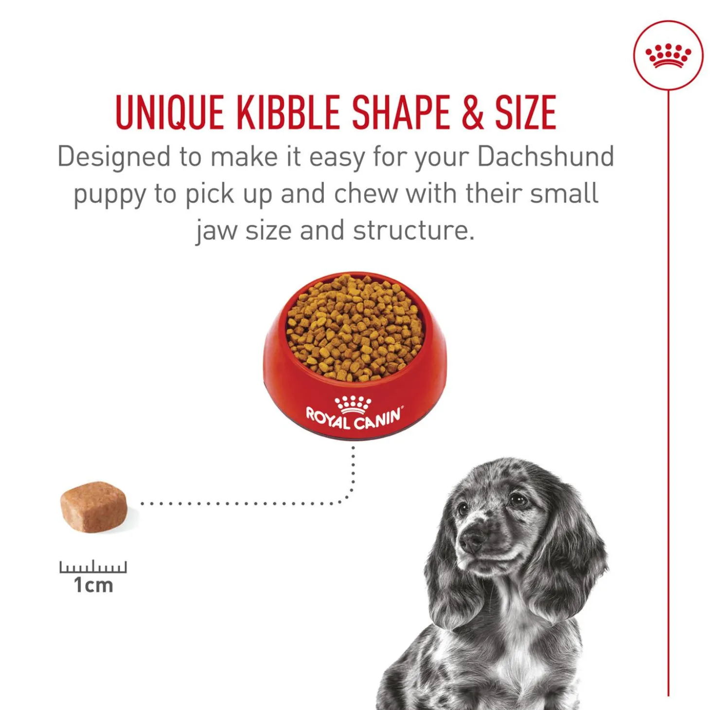 Breed Health Nutrition Dachshund Puppy Dog Food