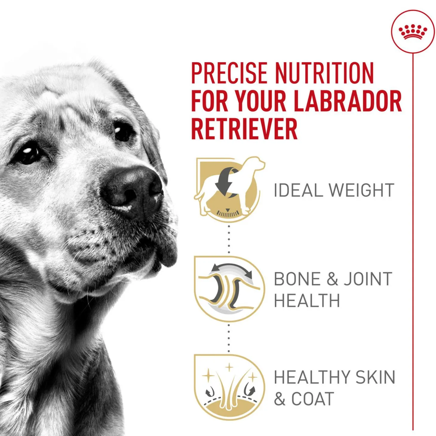 Breed Health Nutrition Labrador Retriever Adult Dog Food