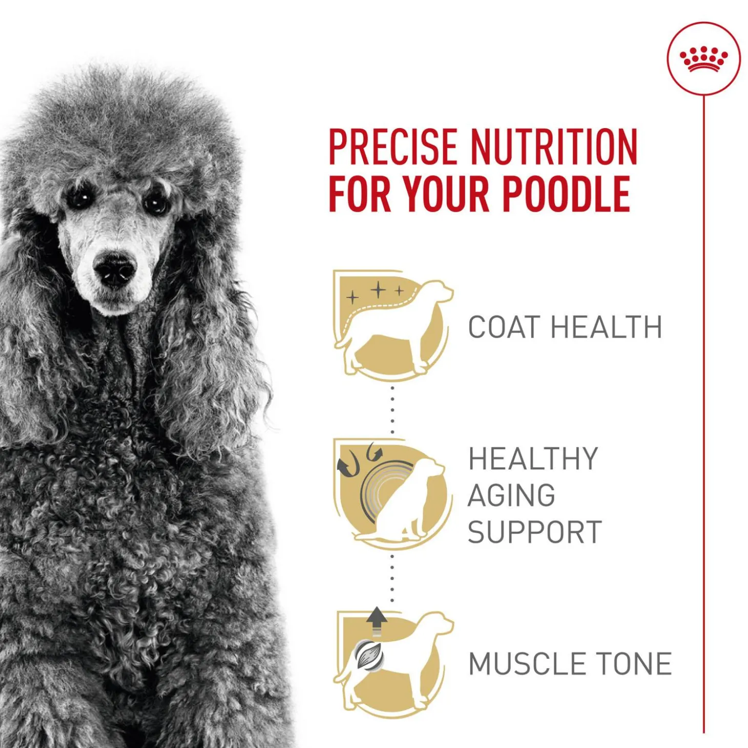 Breed Health Nutrition Poodle Adult Dog Food