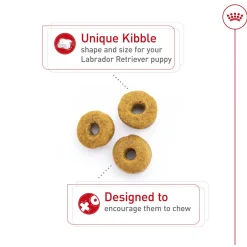 Breed Health Nutrition Puppy Labrador Retriever Dog Food