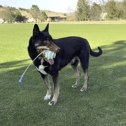 Bunji High-Viz Ball Assorted Colours Dog Toy
