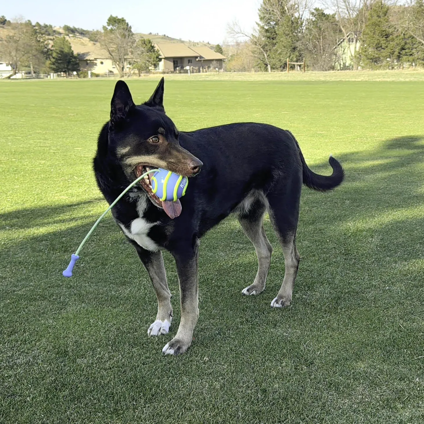 Bunji High-Viz Ball Assorted Colours Dog Toy