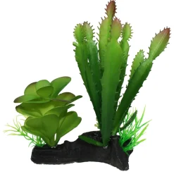 Cactus & Succulent Combo