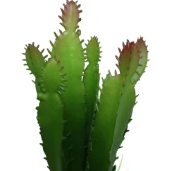 Cactus & Succulent Combo