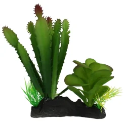 Cactus & Succulent Combo