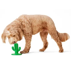 Cactus Suction Dog Toy