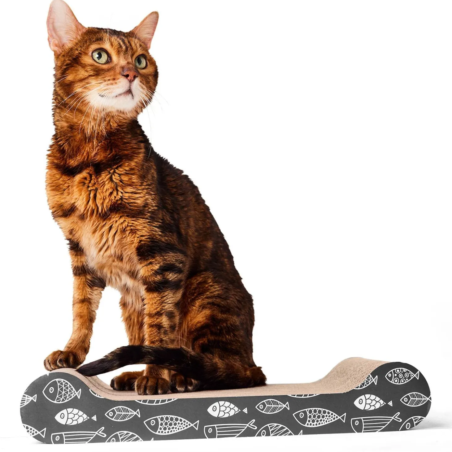 Cartoon Fish Cat Scratcher