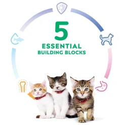 Chicken Recipe Kitten Cat Food