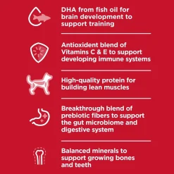 Chicken Recipe Kitten Cat Food