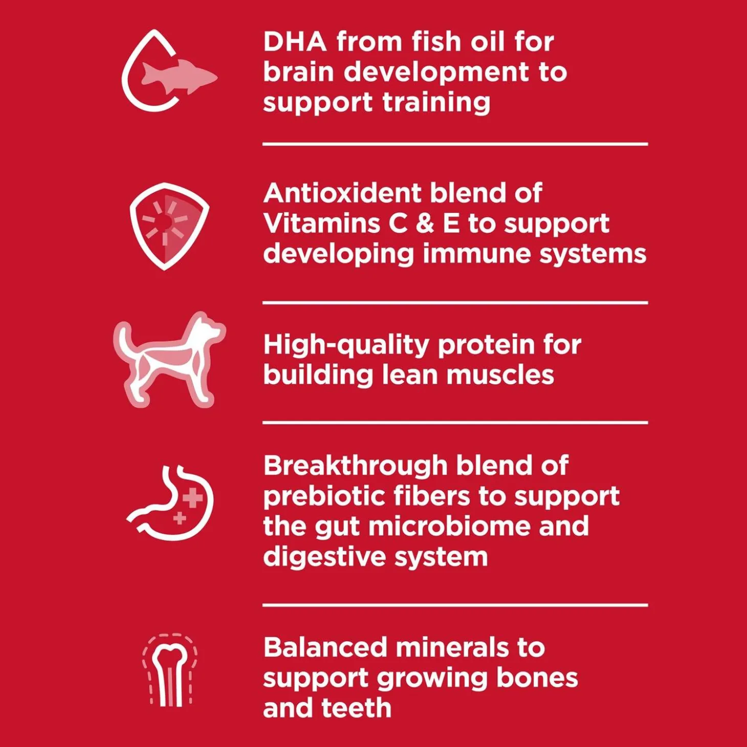 Chicken Recipe Kitten Cat Food