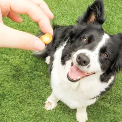 Churu Fun Bites Chicken Wraps with Sweet Potato Recipe Dog Treats