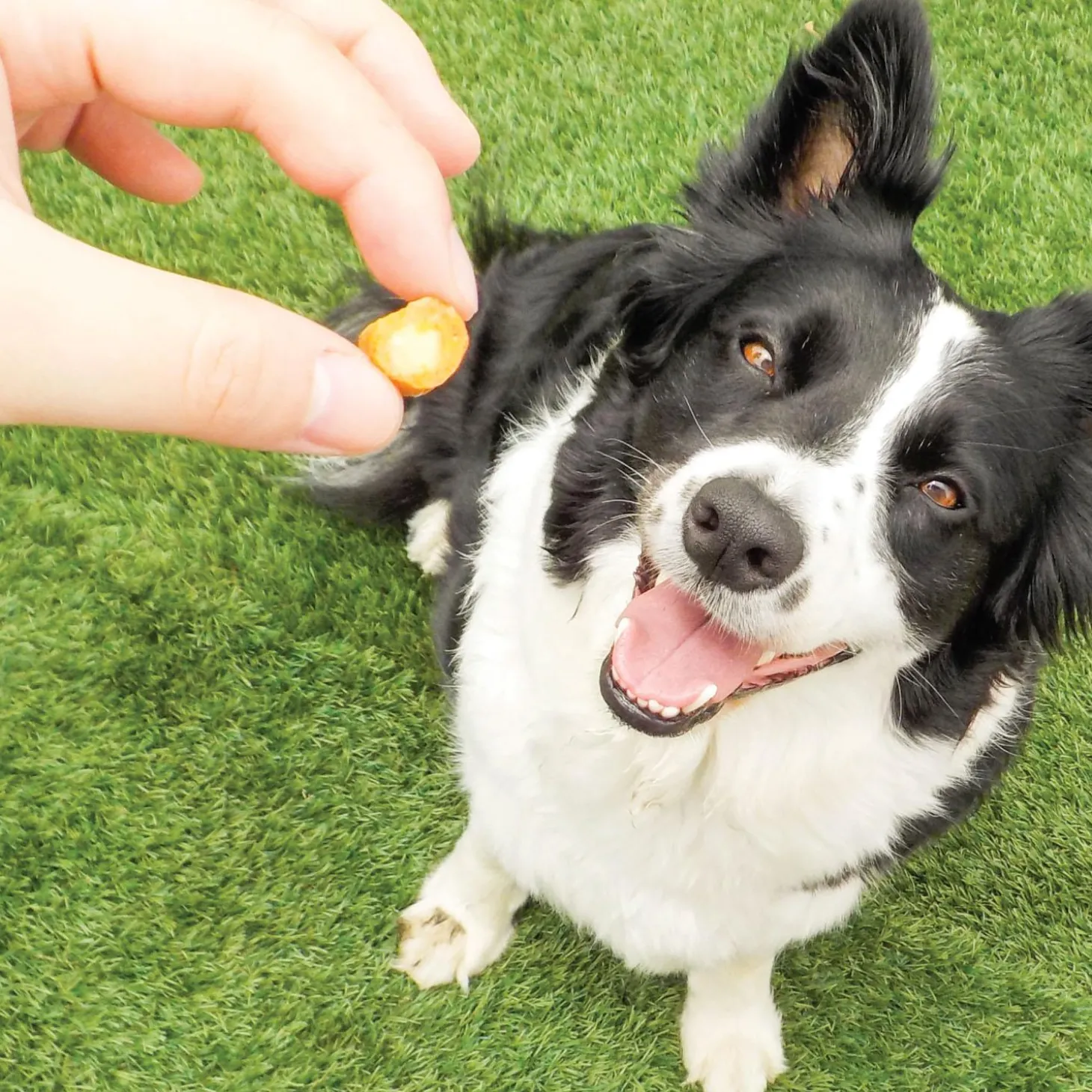 Churu Fun Bites Chicken Wraps with Sweet Potato Recipe Dog Treats