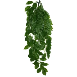 Climbing Plant Green Leaf