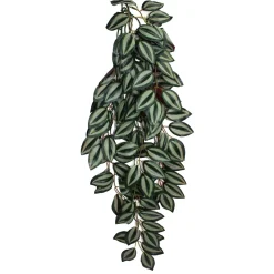 Climbing Zebrina Plant