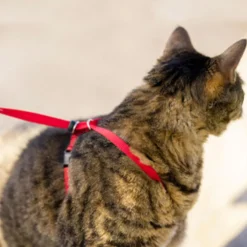 Come With Me Kitty Red Cat Harness & Bungee Leash