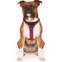 Complete Control Plum Dog Harness