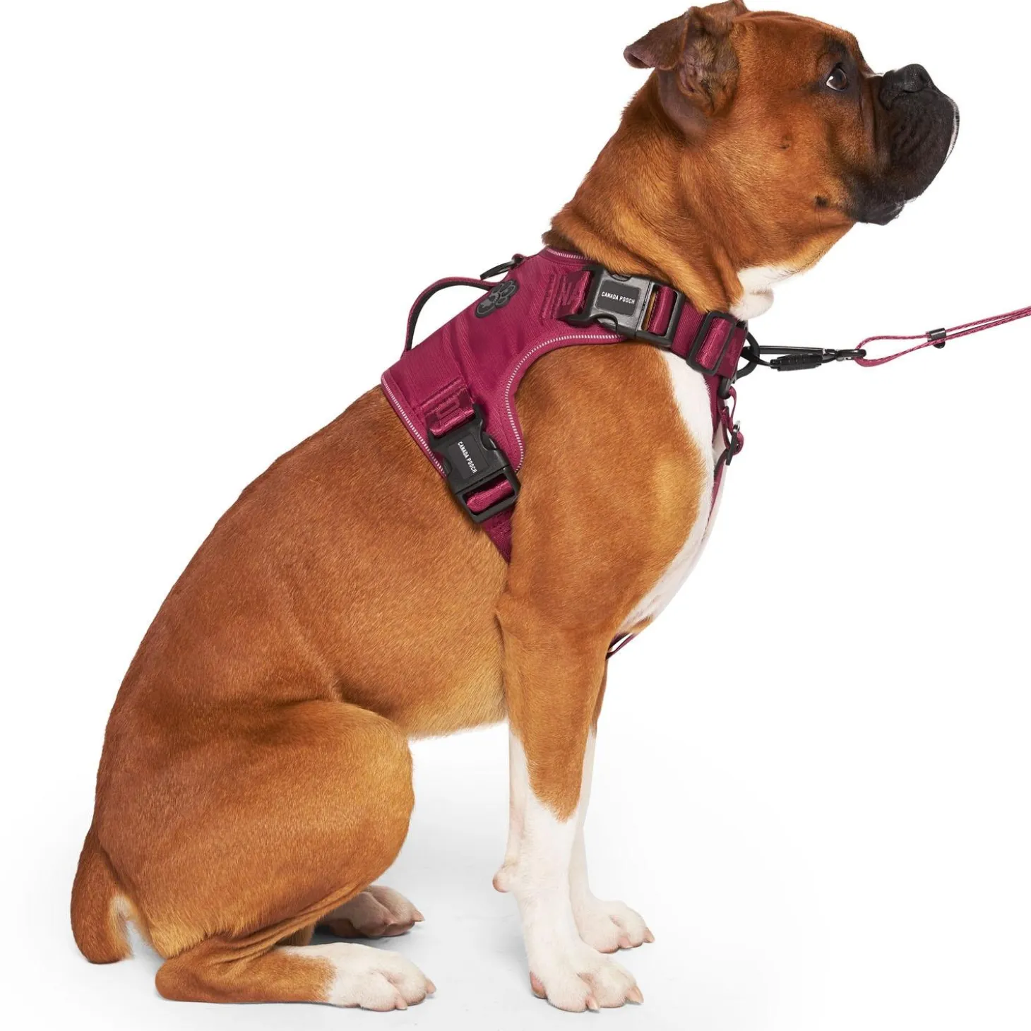 Complete Control Plum Dog Harness