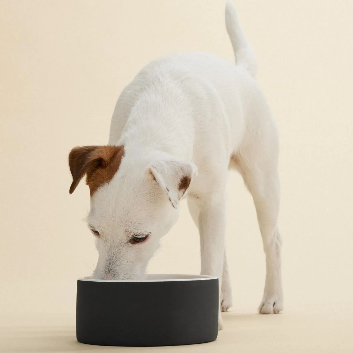 Cool Black Water Bowl