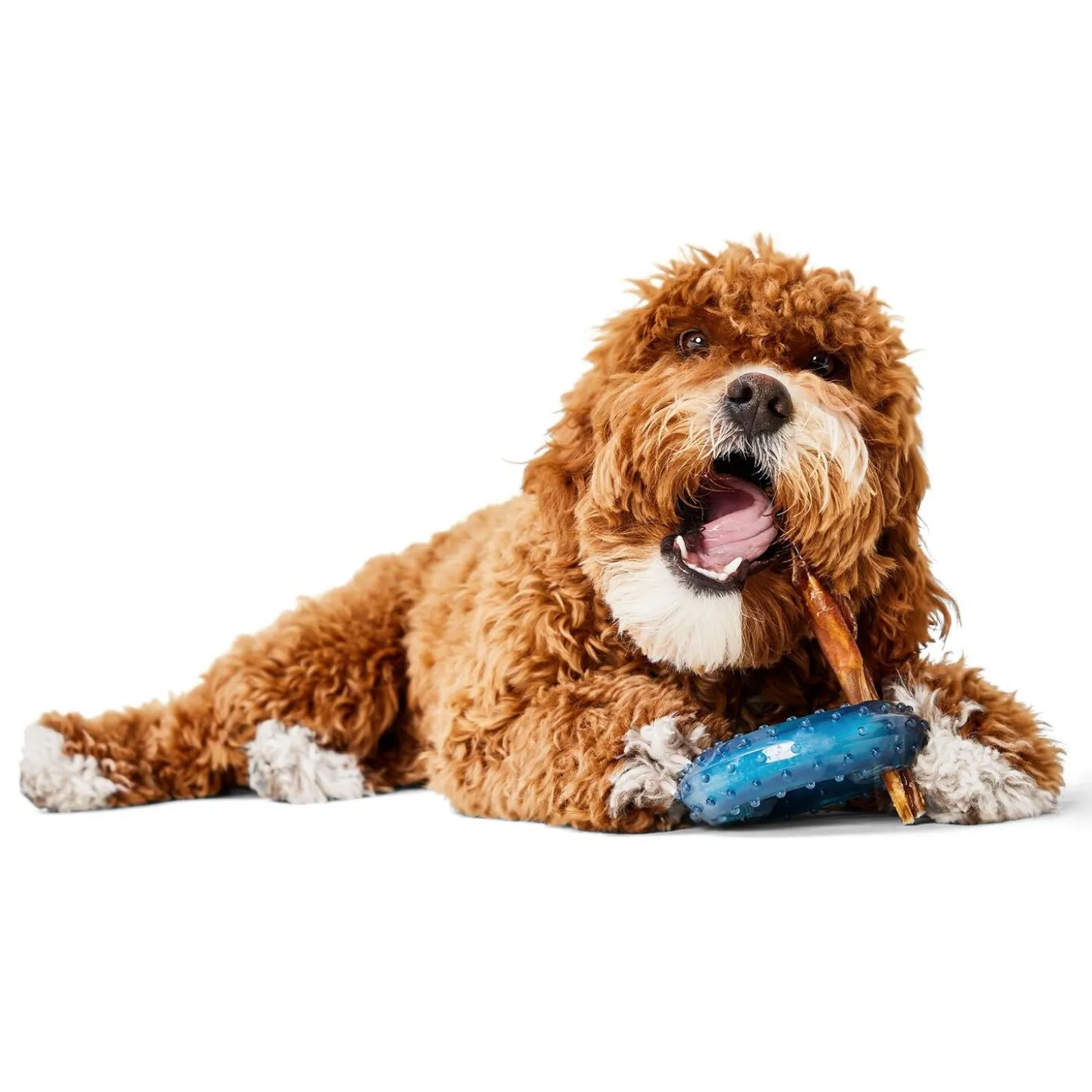 Cooling Ring Dog Toy