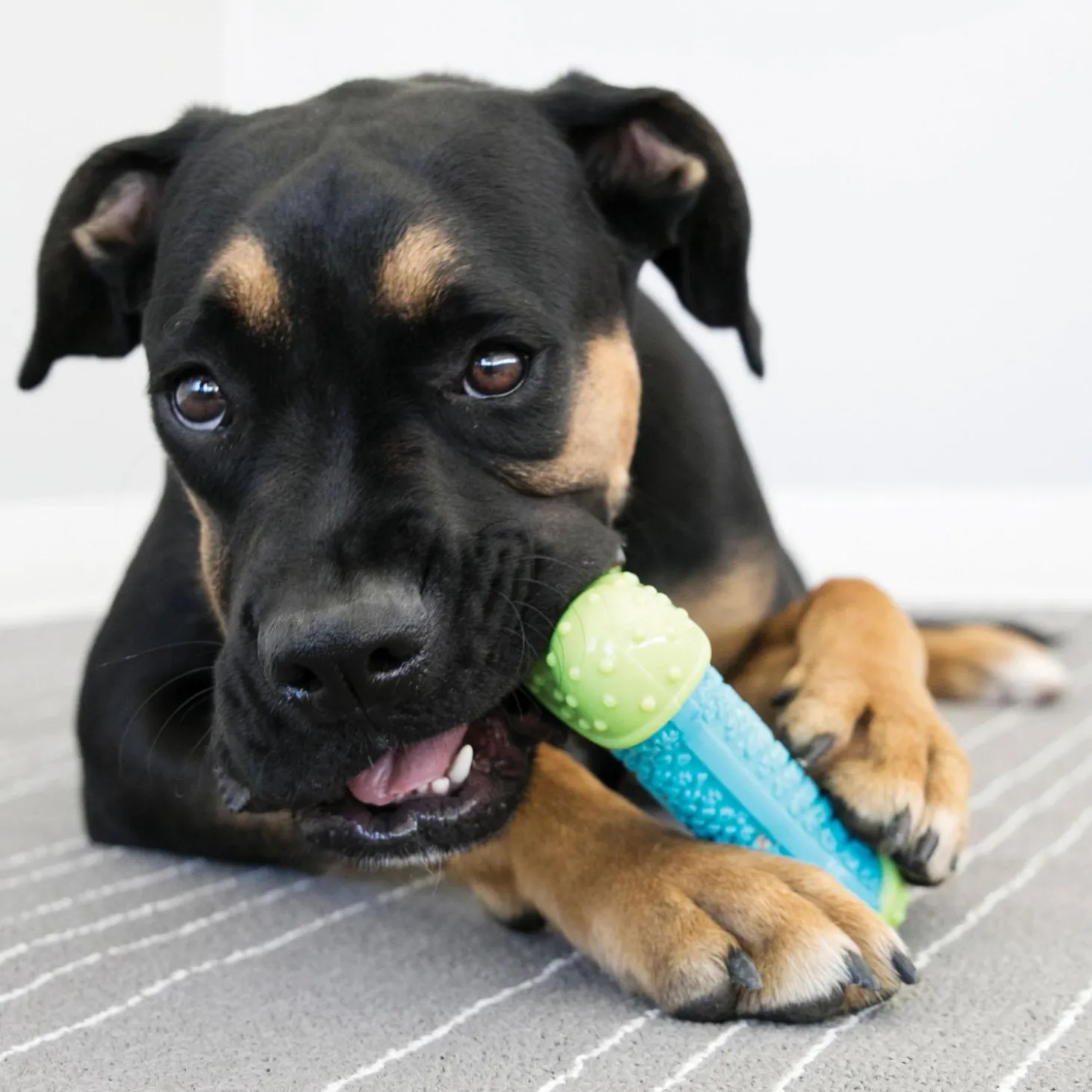 Core Strength Bone Dog Toy