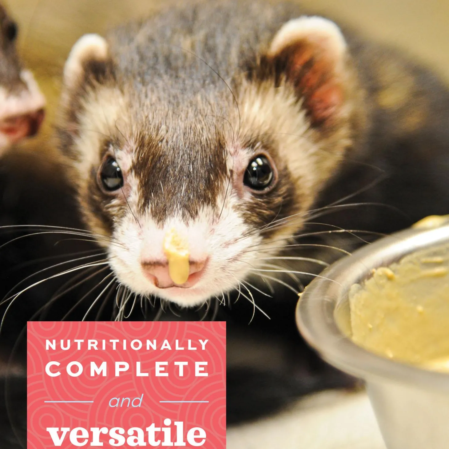 Critical Care Carnivore Feeding Formula