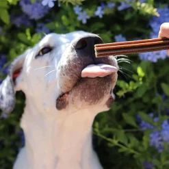 Dental Care Salmon Sticks Small Dog Treats