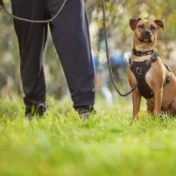 Discover Dog Reflective Multi Attachment Black & Grey Dog Harness