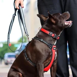 Double Handle Bungee Dog Leash Black