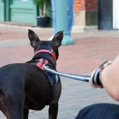 Double Handle Bungee Dog Leash Black