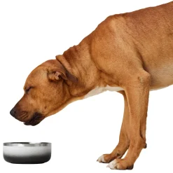 Double Wall Ombre Bowl