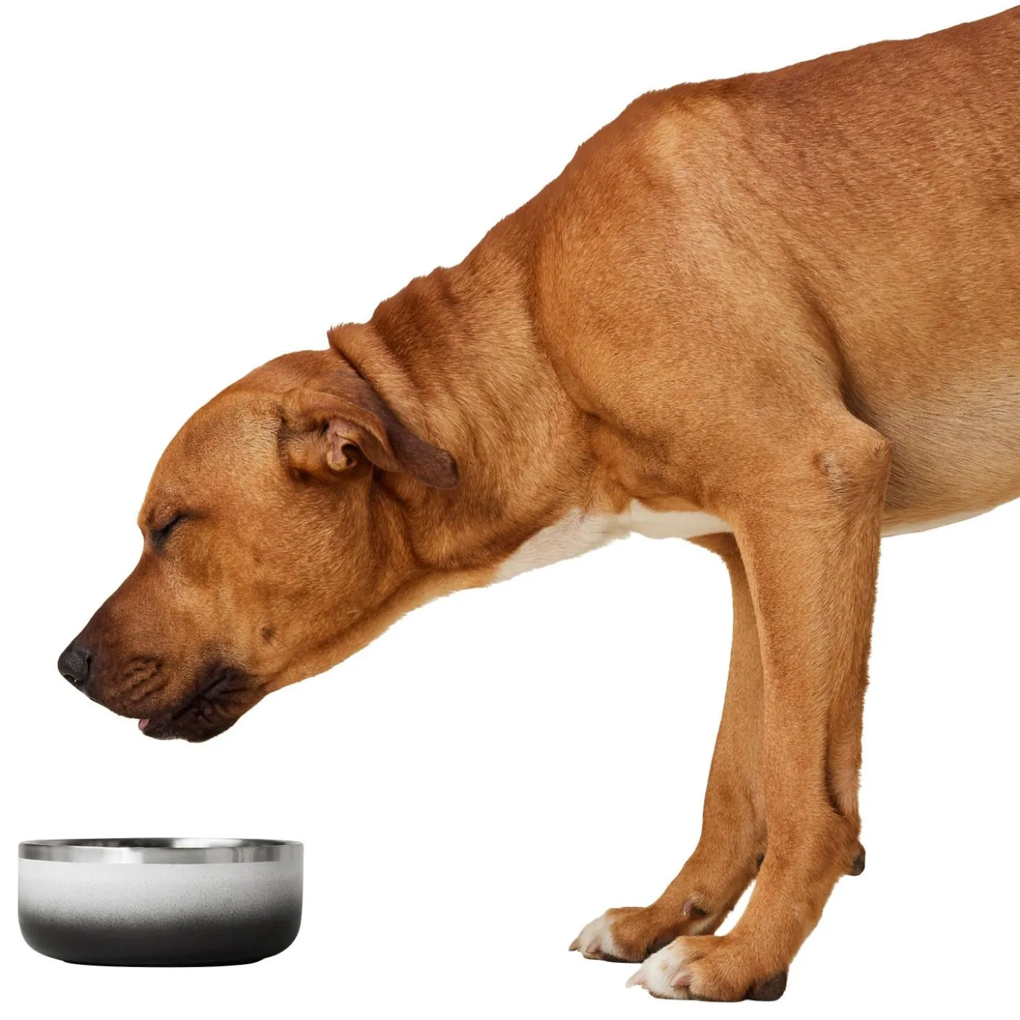 Double Wall Ombre Bowl