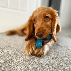 Dura Chew Bone Puppy Beef Flavour Dog Toy